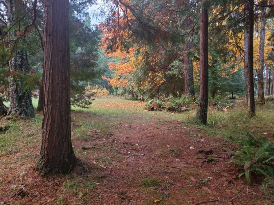 Azalea Grove Getaway Woods in the Fall on the property with our vacation rentals