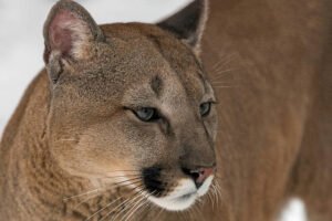 Cougar Photo in Just the Facts at Azalea Grove Getaway