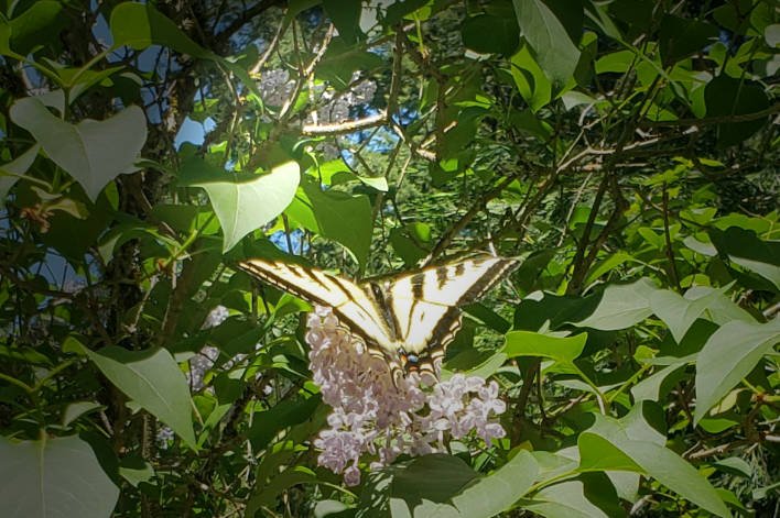Butterfly Photo in Just the Facts at Azalea Grove Getaway
