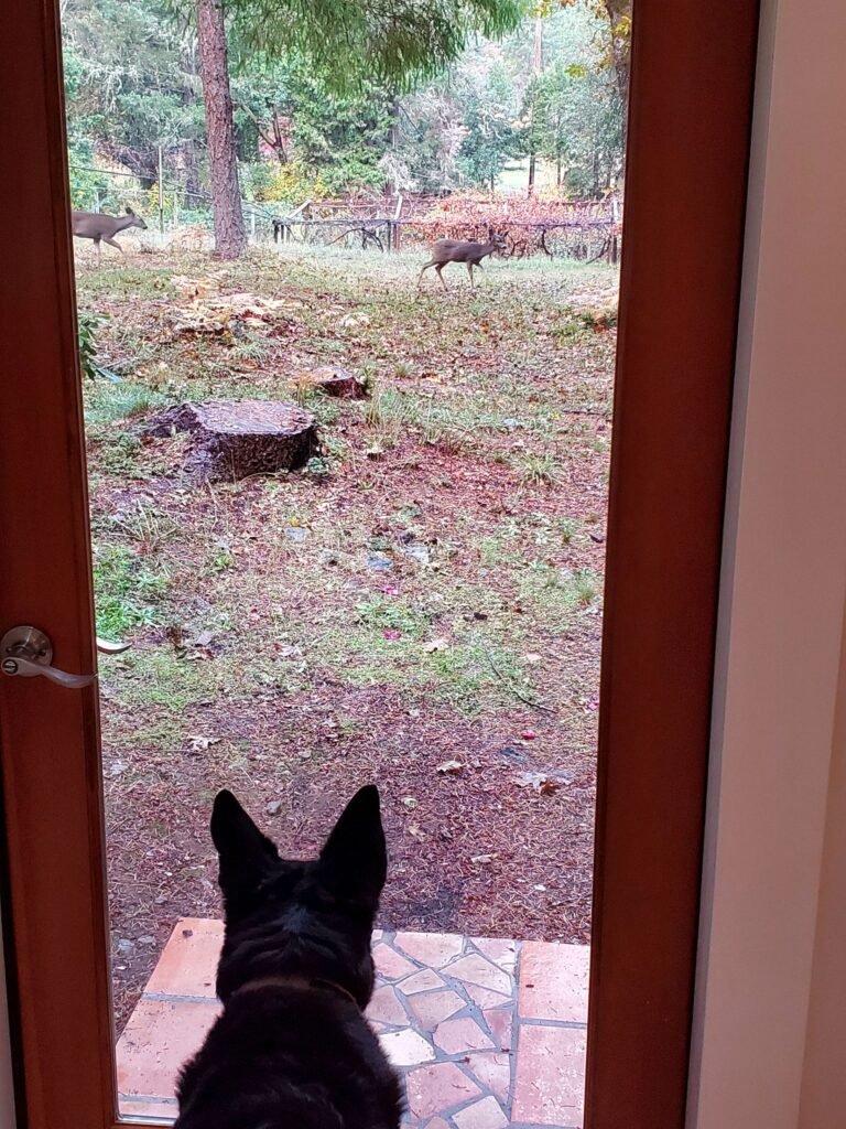 Dog viewing deer out door window at Azalea Grove Getaway